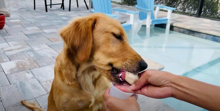DOGS eating ice cream